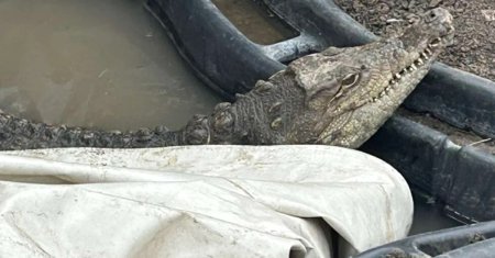 Un crocodil a fost descoperit traind printre blocurile din Sofia! Autoritatile nu reusesc sa il evacueze