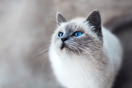 Ziua Internationala a Pisicii: o sarbatoare a prieteniei dintre om si felina