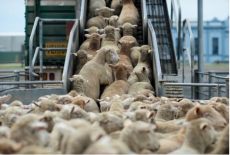 Cel mai mare abator din Spania, Murgaca, va exporta ovine din Romania in Arabia Saudita si Algeria