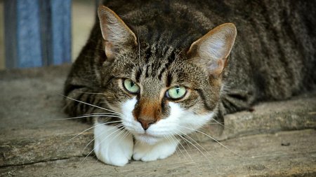 Curiozitati despre pisici. De ce stralucesc ochii felinelor pe timpul noptii