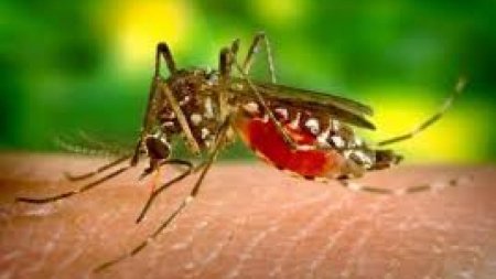 Cinci cazuri de infectie cu virusul West Nile, unul probabil