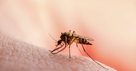 Alerta de sanatate. Numarul cazurilor de West Nile din Romania este in crestere