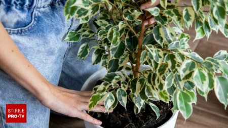 Ficus benjamina sau smochin plangator. Tot ce trebuie sa stii despre aceasta planta si cum sa o ingrijesti