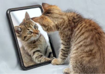 „The Science of Cats”: Un curs inedit care imbina <span style='background:#EDF514'>BIOLOGIA</span> cu pasiunea pentru feline