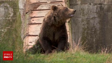 Animalele de la gradina zoologica din Brasov pot fi adoptate. Cum sunt rasplatiti oamenii in functie de suma oferita