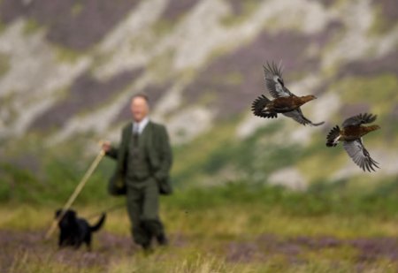 In Scotia a inceput vanatoarea de potarnichi. Ce risca nobilii britanici care incalca regulile