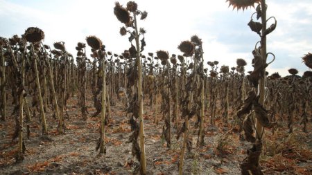 Terenurile agricole din Romania, in pericol de a fi abandonate. Seceta face ravagii, fermierii sunt disperati