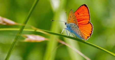 Specie rara de fluture, gasita in Muntii Sureanu: Este magnific, un semn al sanatatii si biodiversitatii parcului FOTO