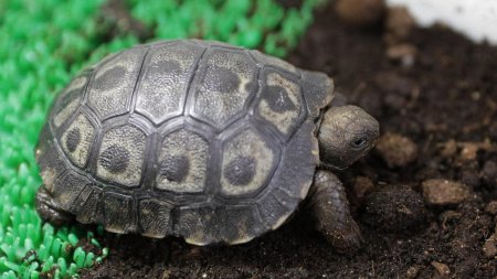 O testoasa gigant de Galapagos, specie in pericol de disparitie, s-a nascut in captivitate la Ajaccio: 