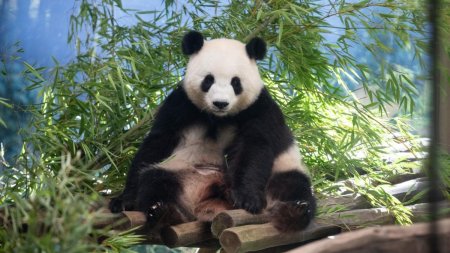 O femela de panda urias de la Zoo Berlin e insarcinata cu gemeni: A avut loc o mica sarbatoare