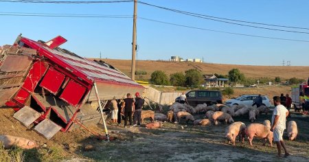 Un TIR incarcat cu porci s-a rasturnat intr-o localitate din Olt. Zeci de animale au murit FOTO