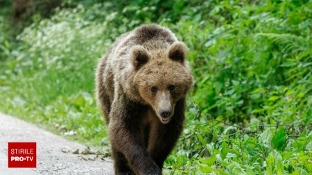 O ursoaica cu pui a atacat un grup de culegatori de ciuperci in Harghita. Un barbat a ajuns la spital de urgenta