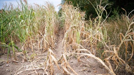 Plata subventiei de suprafata se va acorda mai repede. Ministrul Agriculturii: Despagubirile vor fi platite in anul fiscal curent