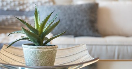 Ai <span style='background:#EDF514'>ALOE VERA</span> in casa? Uite unde trebuie satii ghiveciul cu planta, pentru a-i merge bine