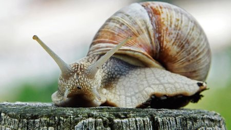 Ingredientul simplu si eficient care te ajuta sa scapi de melcii din gradina