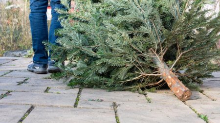 Cum si unde poti recicla bradul natural dupa Craciun