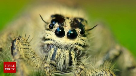 Insectele veninoase sperietori in forma de craniu  terorizeaza o tara cu multi romani. Apar in toate povestile de groaza