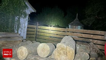 Lemn extrem de rar, descoperit in Suceava. Valoreaza o avere