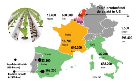 Gen Z Finance. Cum face tehnologia echipa cu salata in zilele fierbinti din Romania: NFT-ul schimba jocul in productia de salata in sere cu 75.000 de lei