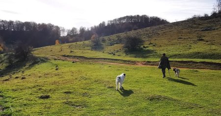 Temerile turistilor aflati pe Via Transilvanica. Iti trebuie tupeu, nu gluma, sa stai in fata lui