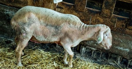 Vine foametea? Migratia virusurilor decimeaza efectivele de animale: vaci cu gripa aviara, oile cu pesta