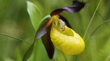 De ce a disparut Papucul doamnei din Romania. Alte 200 de specii de plante sunt in pericol