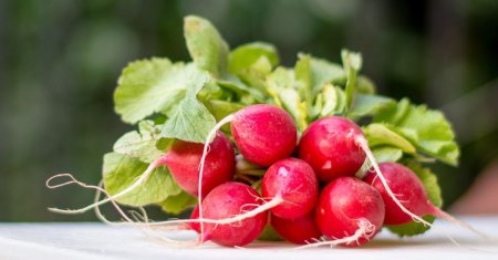 Ce legume se planteaza in gradina in luna septembrie. Gradinarii cu experienta ne ofera sfaturi importante