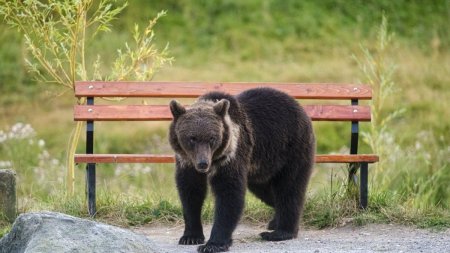 Prezenta unui urs, semnalata intr-o localitate din Sibiu. S-a transmis mesaj RO-Alert pentru localnici