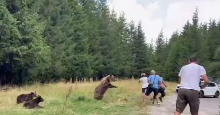 Turisti, atacati de o ursoaica cu trei pui pe Transfagarasan. Pericolul intalnirilor cu animale salbatice creste