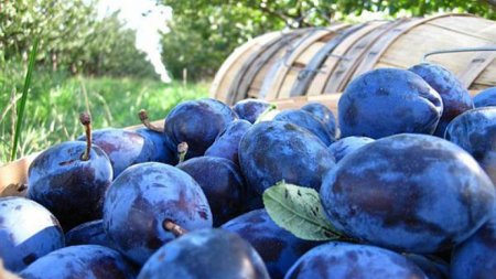 Vechi traditii romanesti: Chisalita cu prune, o delicatesa plina de arome si nostalgie