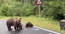 Asaltul ursilor pe Transfagarasan. Animalele inca isi fac veacul la marginea drumului, in cautare de hrana