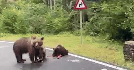 Ursii cersetori au luat cu asalt Transfagarasanul. Un grup de turisti straini a fost atacat de o ursoaica cu trei pui VIDEO