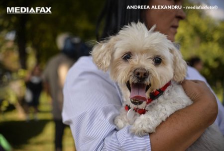 Alegerea animalului de companie poate dezvalui trasaturile tale de personalitate