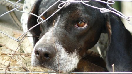 Cruzime si in lumea animalelor: Dosar penal deschis, dupa ce 60 de caini de la un adapost din Targu Jiu au fost eutanasiati!