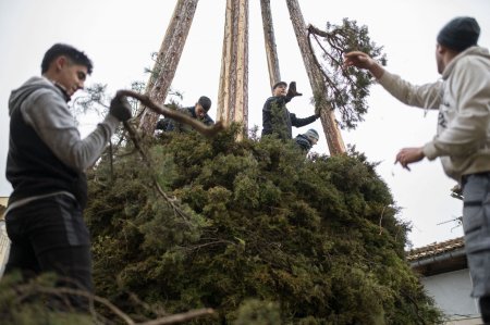 O femeie care a taiat coroana unui pin din propria gradina a fost amendata cu 40.000 de euro, la Viena. Care este motivul