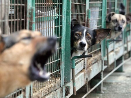 Dosar penal deschis dupa ce 60 de caini de la un adapost din Targu Jiu au fost eutanasiati