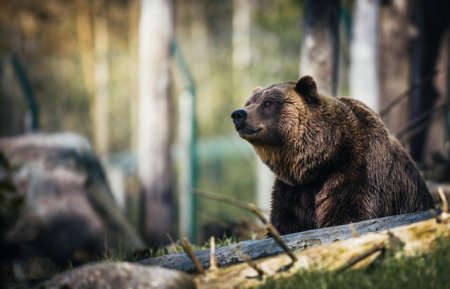 Oameni in salbaticie: De ce ataca animalele