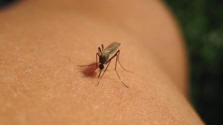 Un pacient infectat cu virusul West Nile a murit la Suceava