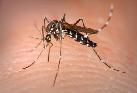 Primul deces din acest sezon, provocat de virusul West Nile, in judetul Suceava