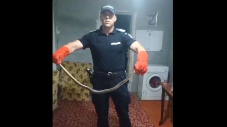 VIDEO. Un sarpe de peste doi metri a fost descoperit intr-o casa din Constanta