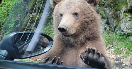 Safari cu ursi pe Transfagarasan, noua oferta din cataloagele agentiilor de turism. Cat costa periculoasa experienta