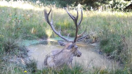 VIDEO. Imagini rare din Parcul Natural Apuseni. Un cerb se joaca in apa minute in sir: 