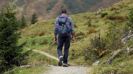 Apusenii mor natural, sub ochii ecologistilor. Gandacul ajutat de Ministerul Mediului si de Romsilva sa manance 40.000 de hectare de padure