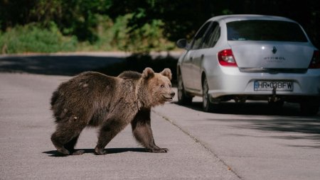 Trei mesaje RO-Alert in doar 90 de minute, pentru a anunta prezenta ursilor in zone locuite din Harghita