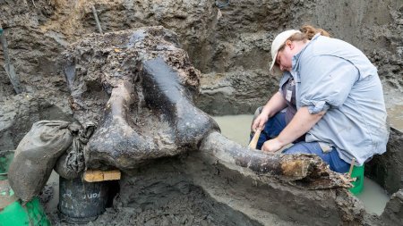 Descoperire arheologica rara in SUA: Un craniu urias de mastodont, vechi de 13.600 de ani, a fost gasit intr-un parau din Iowa