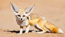 Animale adorabile: vulpitele Fennec sunt micile minuni ale desertului Sahara