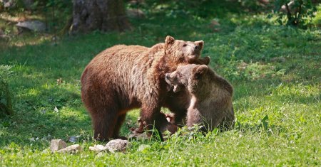 Suedia va ucide 20% din populatia sa de ursi bruni, in cadrul vanatorii anuale. Ecologistii sunt revoltati