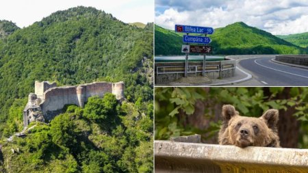 Safari cu ursi langa Cetatea Poenari Cat costa experienta promovata de agentiile de turism. Strainii se inghesuie sa participe