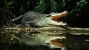 Ramasitele unei femei au fost descoperite in stomacul unui crocodil, in Indonezia: 