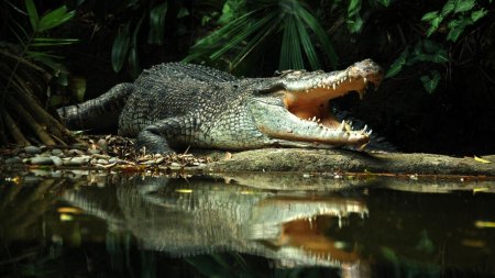 Ramasitele unei femei au fost descoperite in stomacul unui crocodil, in Indonezia: Era destul de mare, in jur de 4 metri lungime